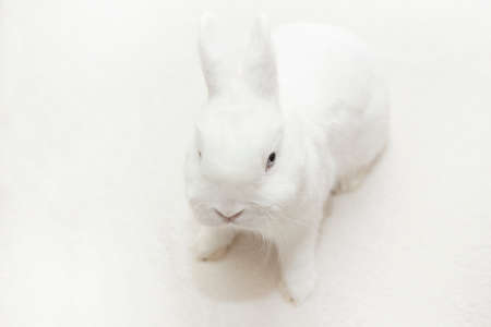 image of rabbit white backgroundの写真素材