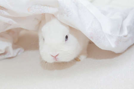 image of rabbit white backgroundの写真素材