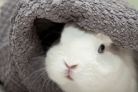image of rabbit towel backgroundの写真素材