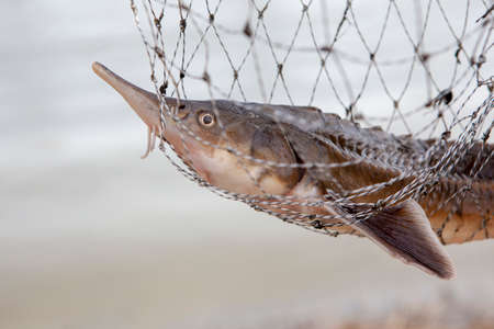 image of fish net river backgroundの写真素材