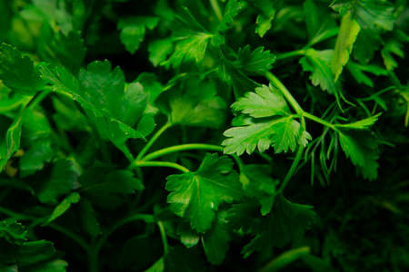 image of fresh parsley backgroundの写真素材