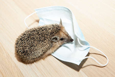 image of hedgehog mask wooden desk backgroundの写真素材