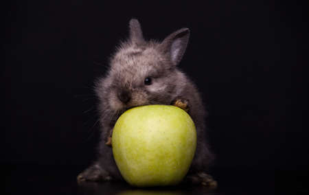image of rabbit apple dark backgroundの写真素材