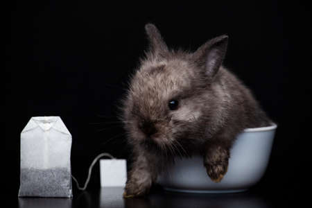 image of rabbit tea cup dark background