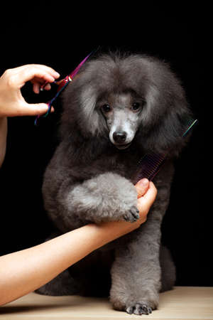 image of dog hand scissors hairbrush dark backgroundの写真素材