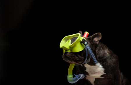 image of dog dark background