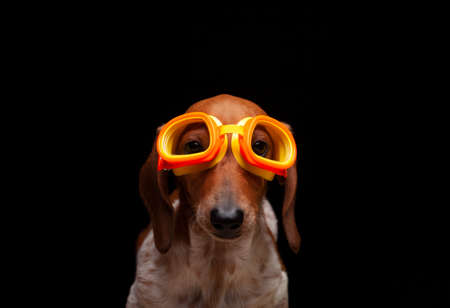 image of dog dark backgroundの写真素材