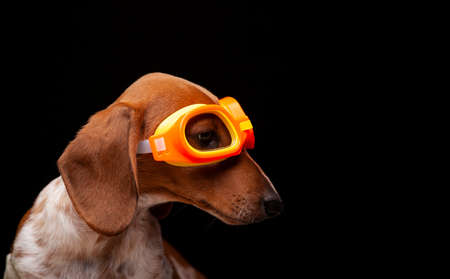 image of dog dark backgroundの写真素材