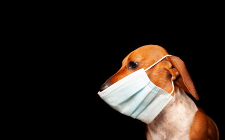 image of dog mask dark backgroundの写真素材