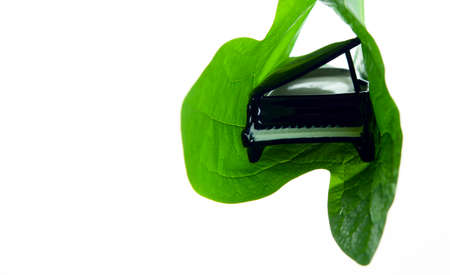 image of piano leaf white backgroundの写真素材