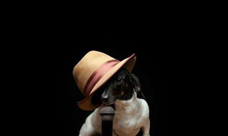 image of dog hat microphoneの写真素材