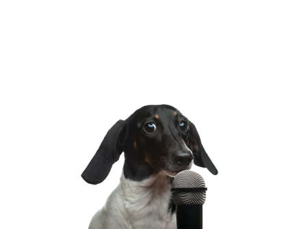 image of dog microphone white backgroundの写真素材
