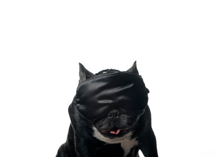 image of dog mask white backgroundの写真素材