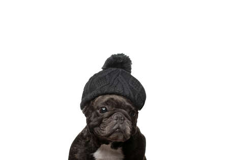 image of dog hat white backgroundの写真素材