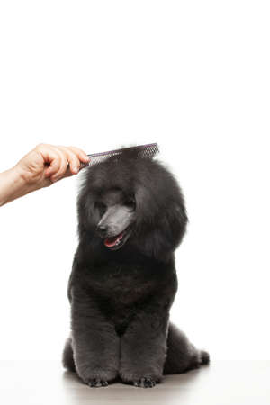 image of dog hand hairbrush white backgroundの写真素材