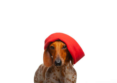 image of dog white backgroundの写真素材