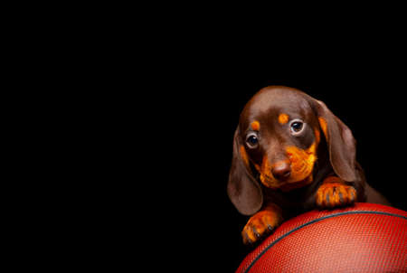 image of dog basketball dark backgroundの写真素材