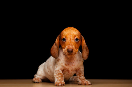 image of dog dark backgroundの写真素材