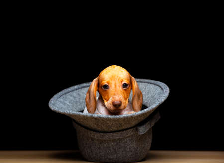 image of dog hat dark backgroundの写真素材
