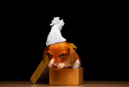 image of dog hat boxの写真素材