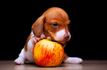 image of dog apple dark background