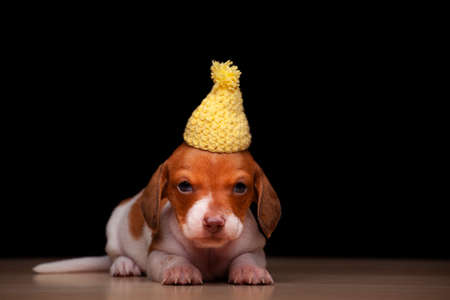 image of dog hat dark background