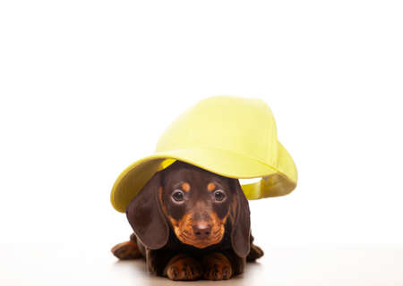 image of dog cap white backgroundの写真素材