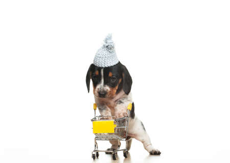image of dog trolley white backgroundの写真素材