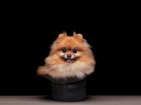 image of dog hat dark backgroundの写真素材