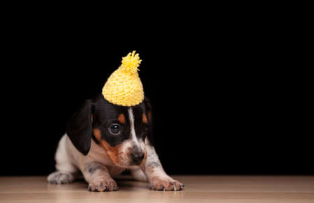 image of dog hat dark backgroundの写真素材