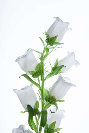 image of flower white backgroundの写真素材