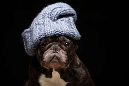 image of dog hat dark backgroundの写真素材