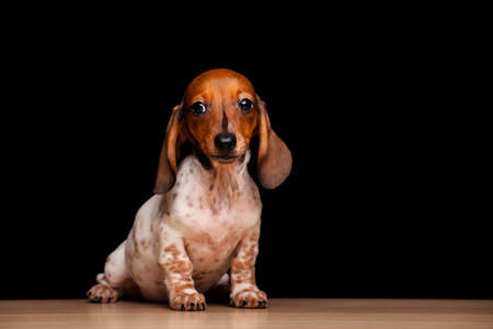 image of dog dark backgroundの写真素材