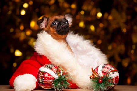 image of dog hat dark backgroundの写真素材
