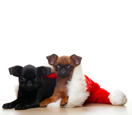 image of dog hat white backgroundの写真素材