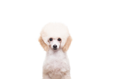 image of dog white backgroundの写真素材