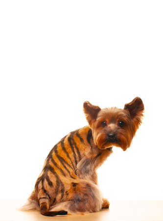 image of dog white backgroundの写真素材