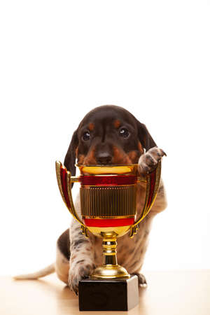 image of dog gold cup white backgroundの写真素材