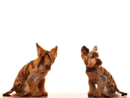 image of dog white backgroundの写真素材