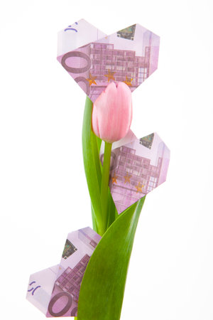 image of tulip flower money white backgroundの写真素材