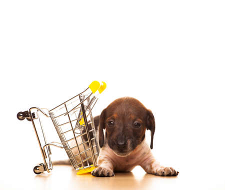 image of dog trolley white backgroundの写真素材