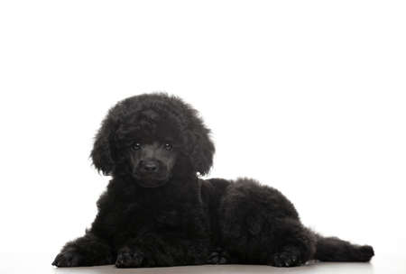 image of dog white backgroundの写真素材