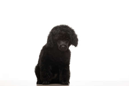 image of dog white backgroundの写真素材