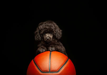image of dog basketball dark backgroundの写真素材
