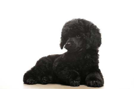 image of dog white backgroundの写真素材