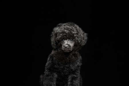 image of dog dark backgroundの写真素材