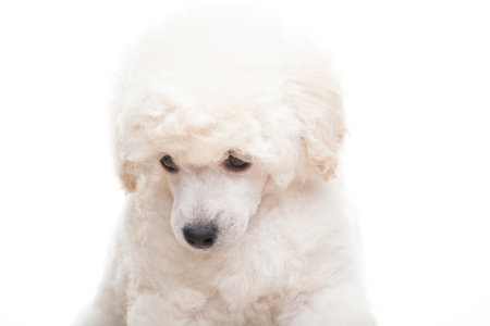 image of dog white backgroundの写真素材