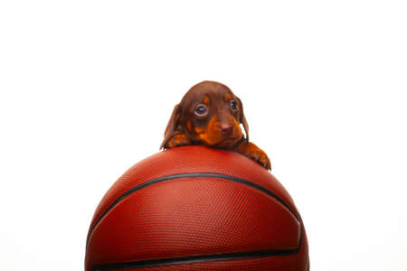 image of dog basketball white backgroundの写真素材