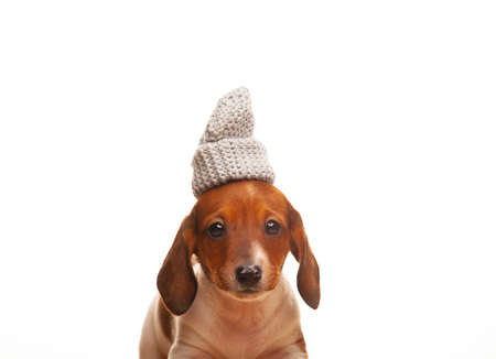 image of dog white backgroundの写真素材