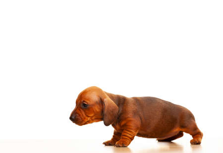 image of dog white backgroundの写真素材